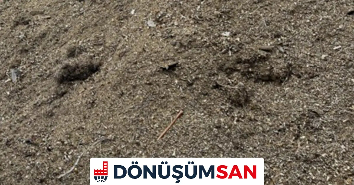 Hurda Sarı Talaşı